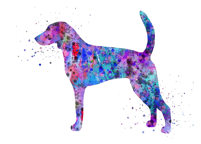 American foxhound
