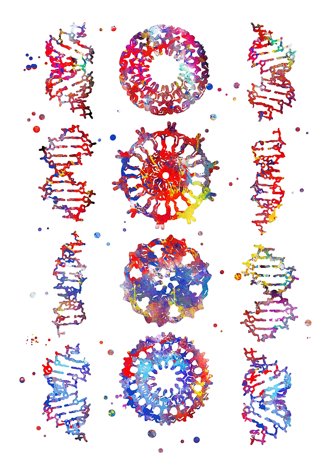 DNA molecule