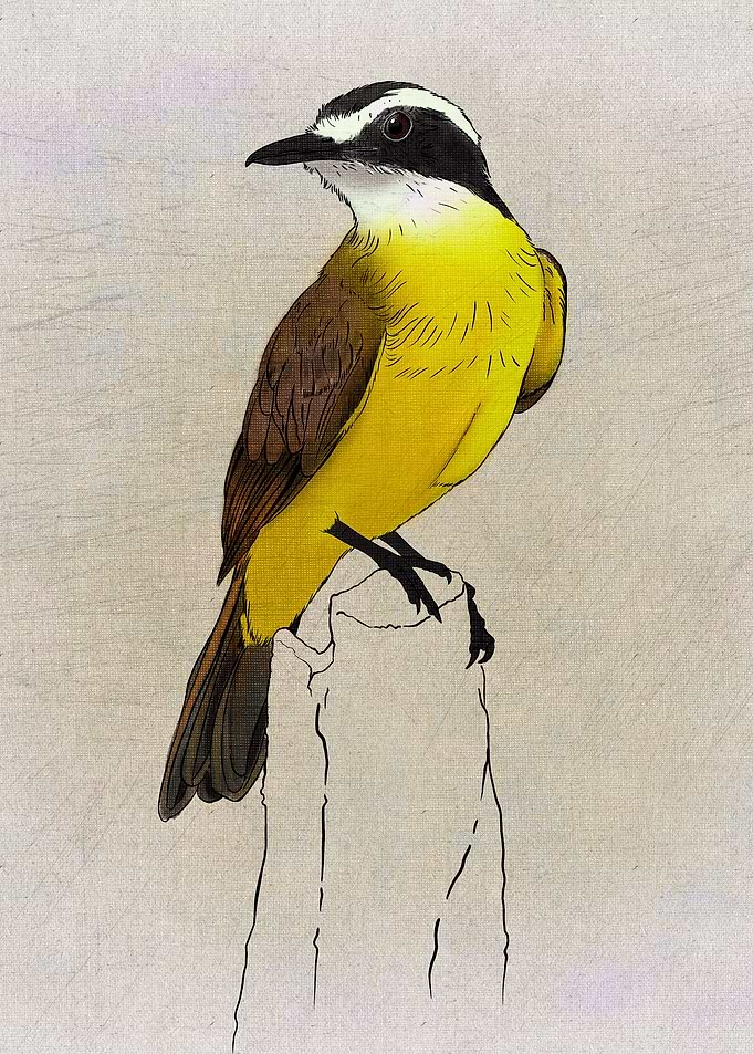 Pitangus Sulphuratus