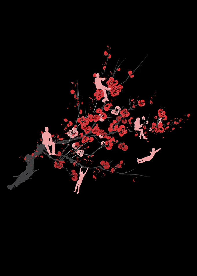 Cherry Blossoms Spring