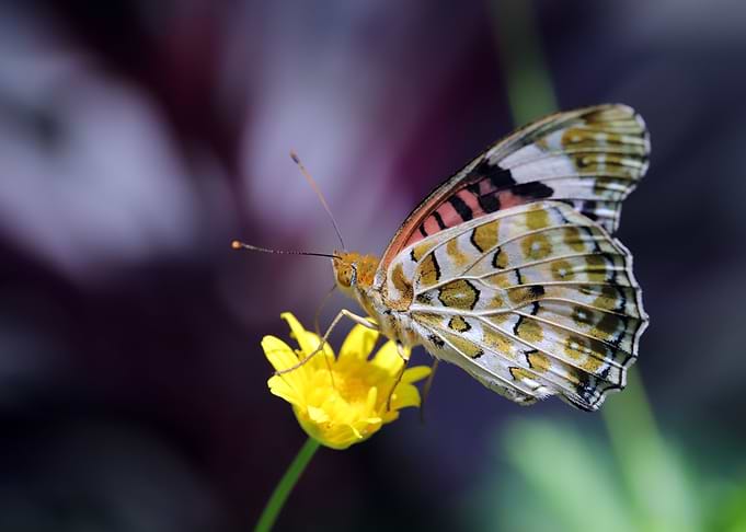 Butterfly Flower