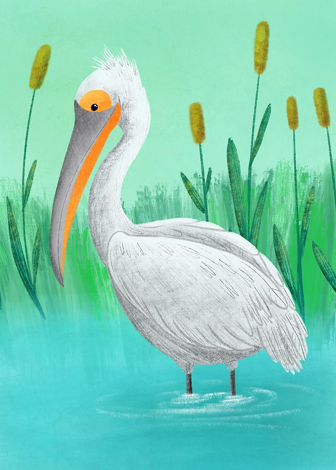 Dalmatian pelican