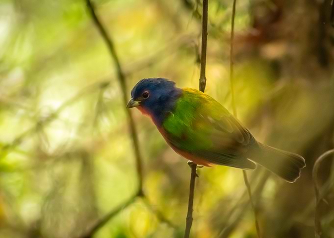 Nonpareil Painted Bunting