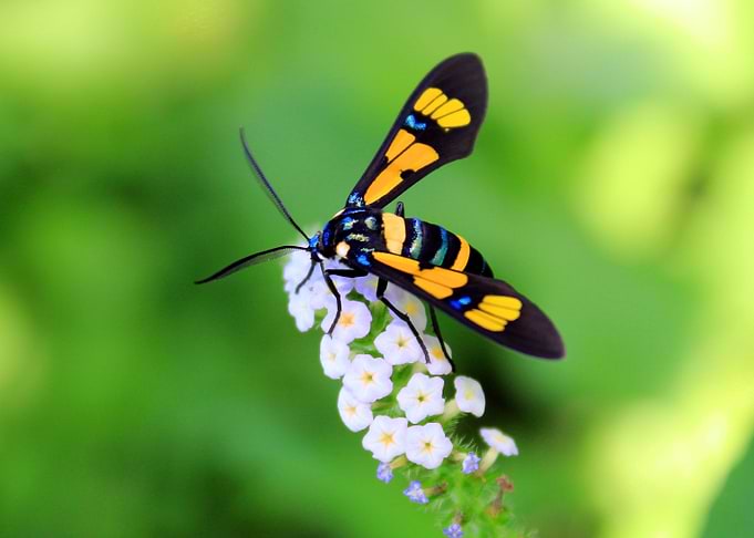 Wasp