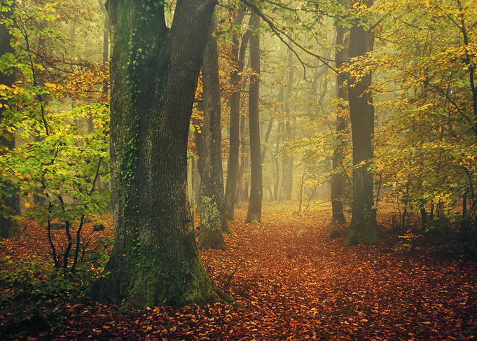 Autumn forest III