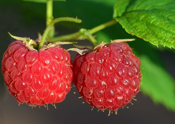 Raspberry favorite