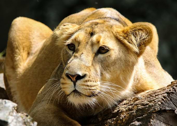 Lioness in waiting