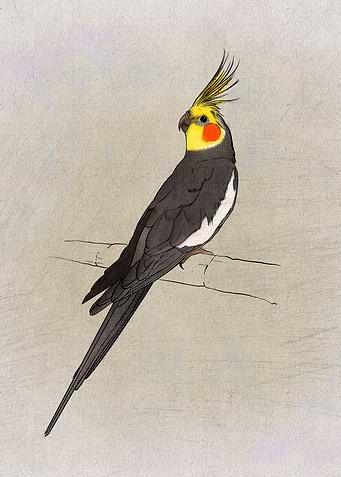 Nymphicus hollandicus