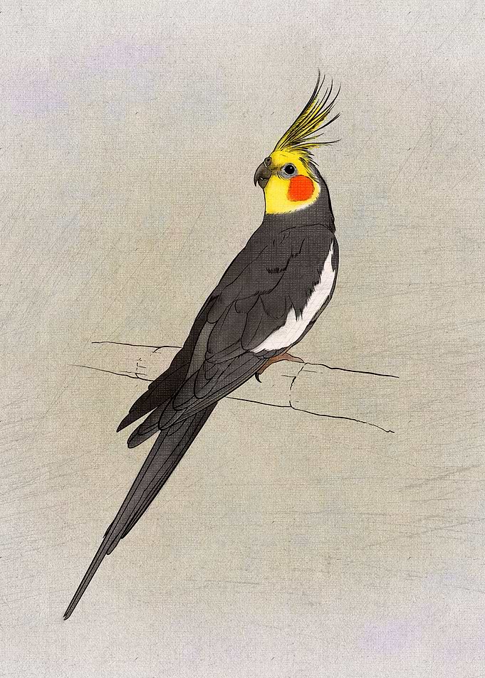 Nymphicus hollandicus