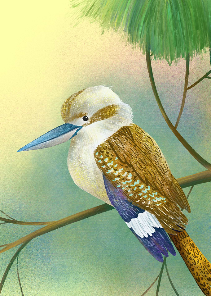Kookaburra