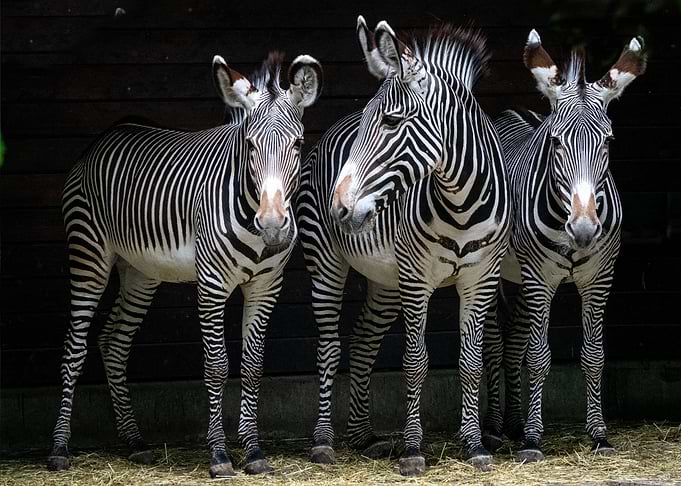Three Zebras Animals
