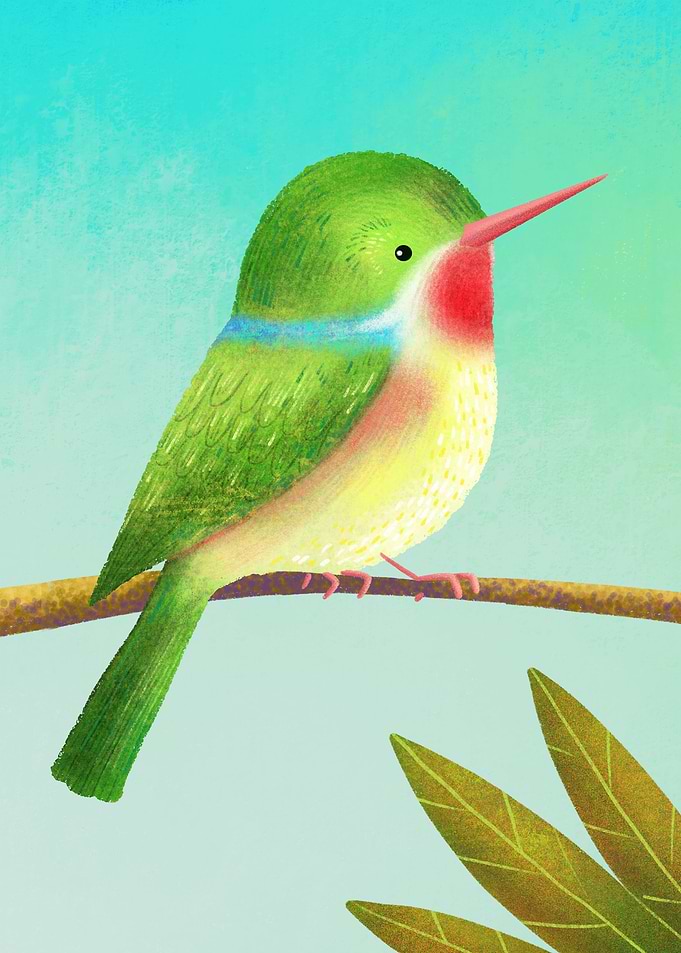 Jamaican Tody
