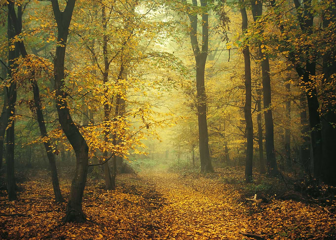 Fall in the forest