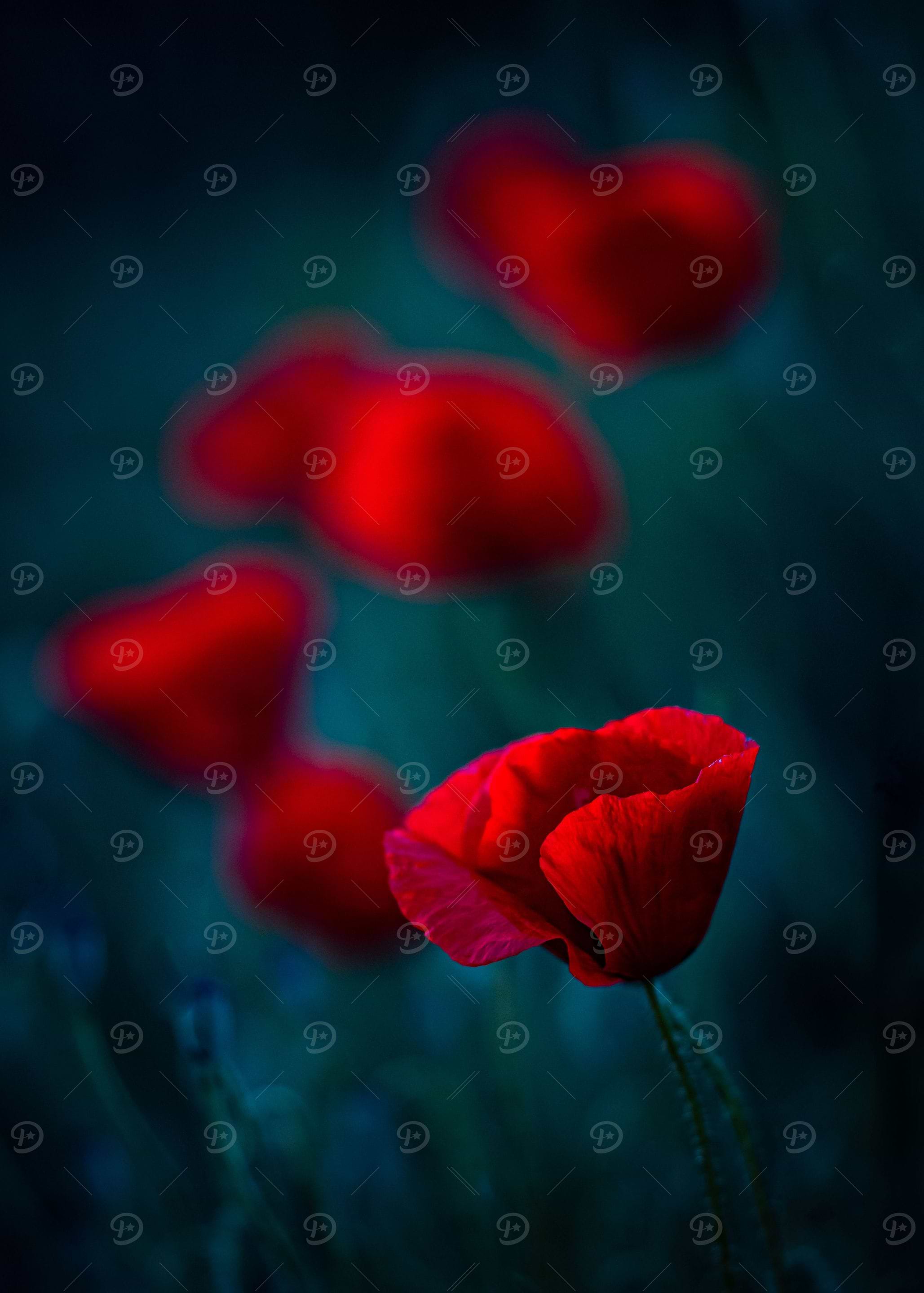 Poppy meadow