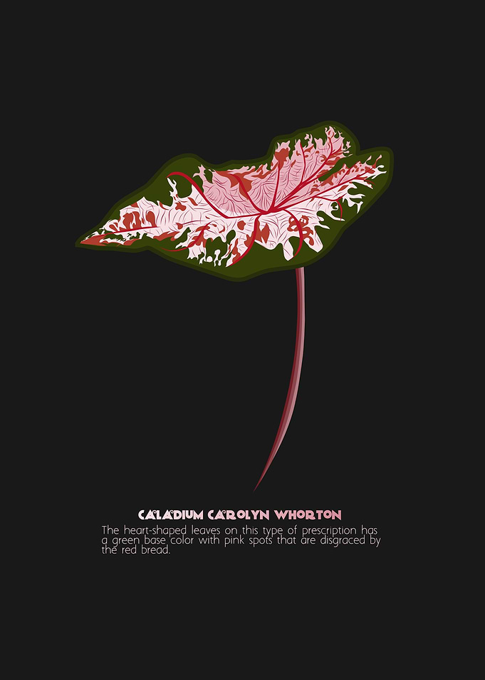 Caladium Carolyn Whorton