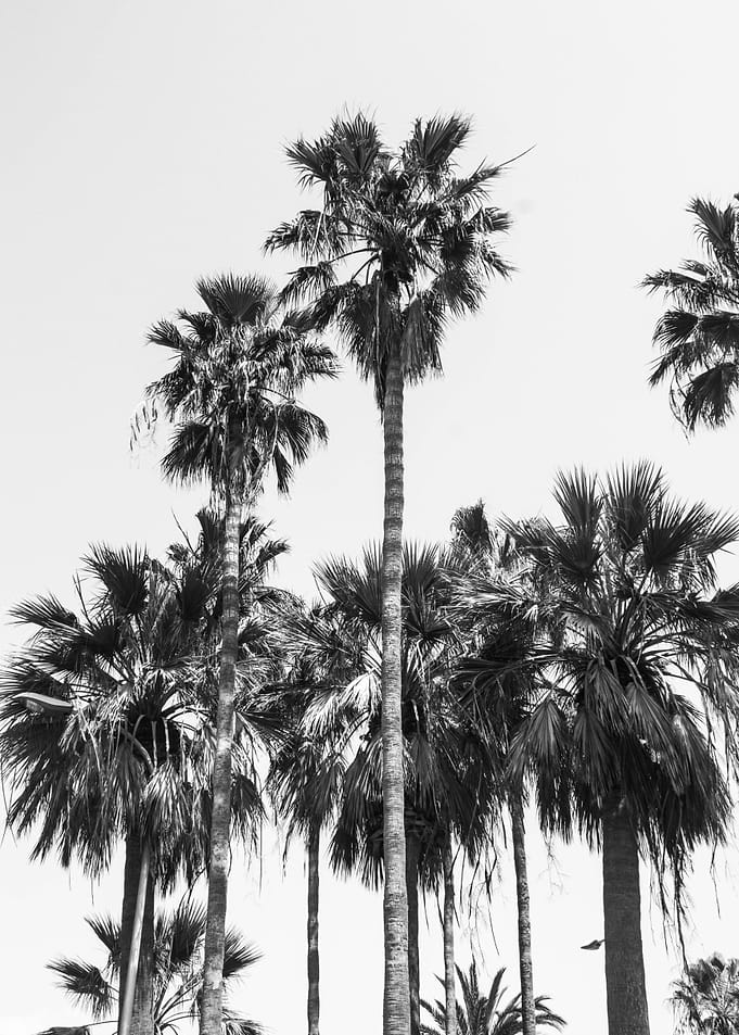 Sabal palmetto Palm Trees