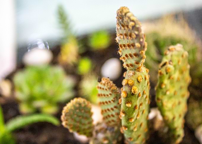 Cactus world