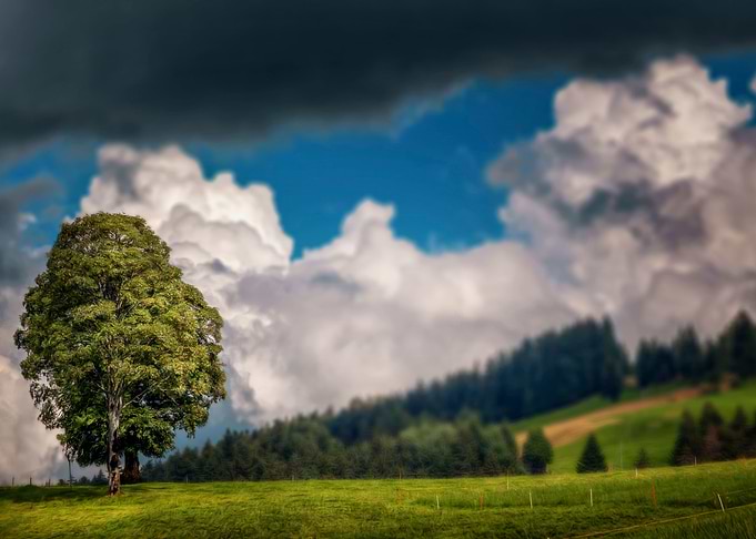 Cloudy Field