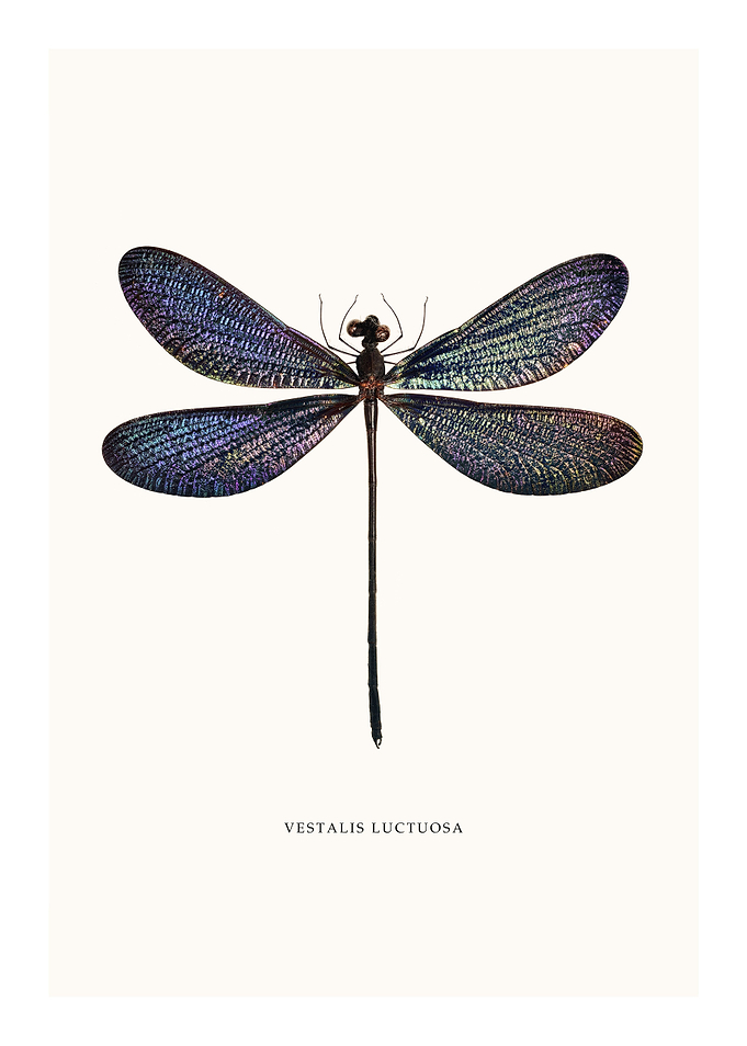 Vestalis Luctuosa
