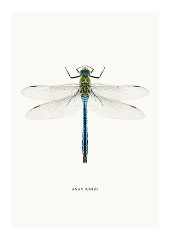 Anax Junius