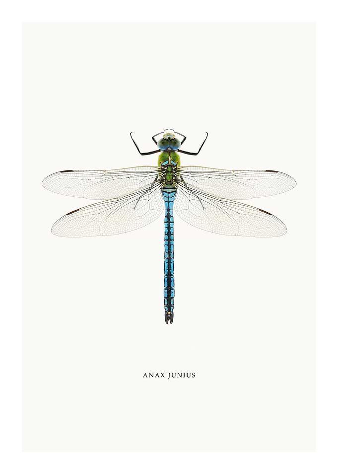 Anax Junius