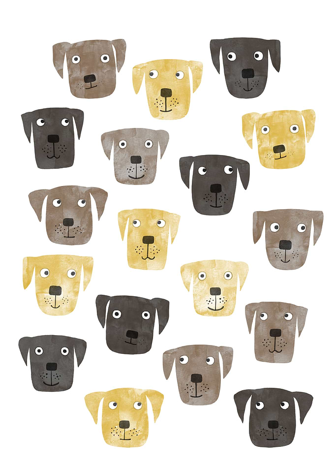 Labrador Retriever Dogs