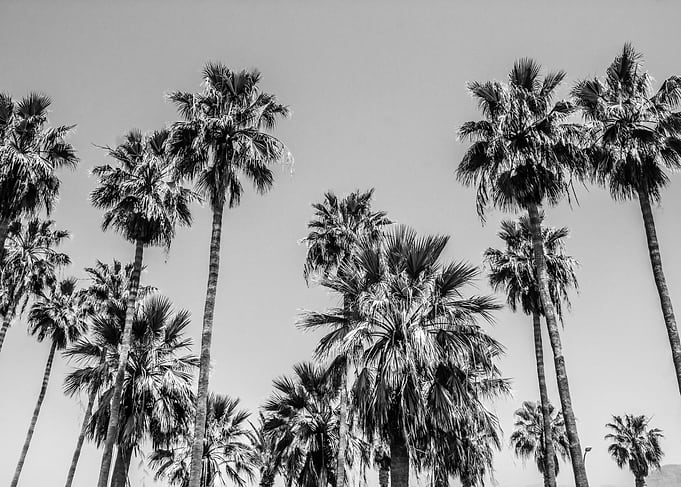 Sabal Palmetto Palm Trees
