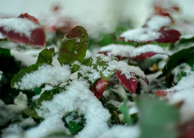 Blaetter im Winter