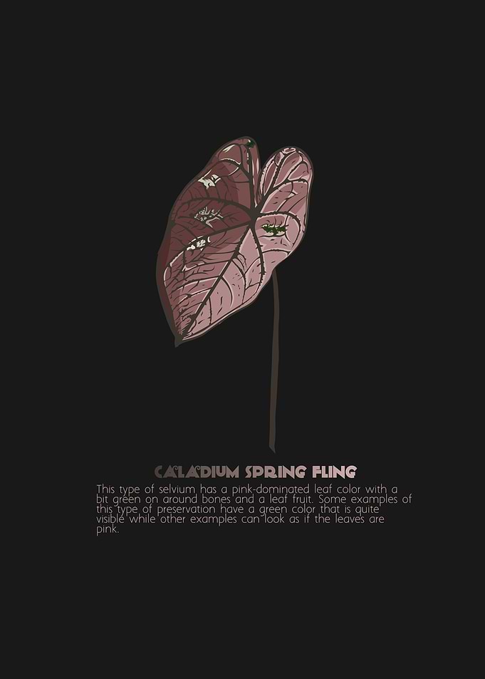 Caladium Spring Fling