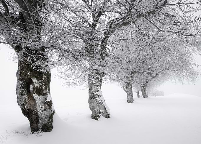 Winter forest