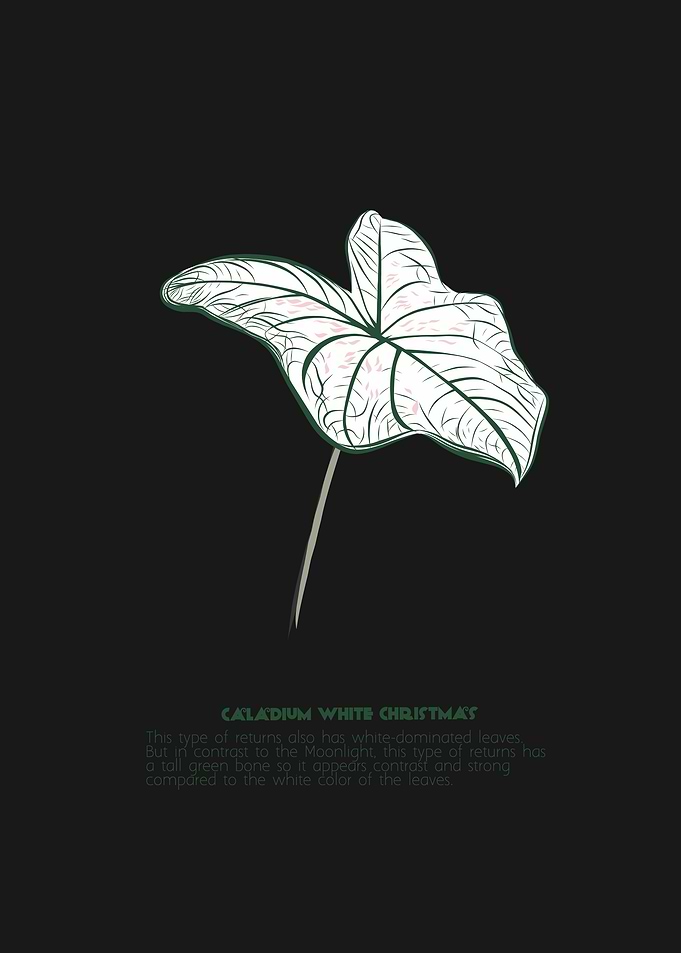 Caladium White Christmas
