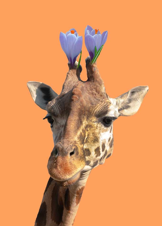 Gourmet crocus giraffe