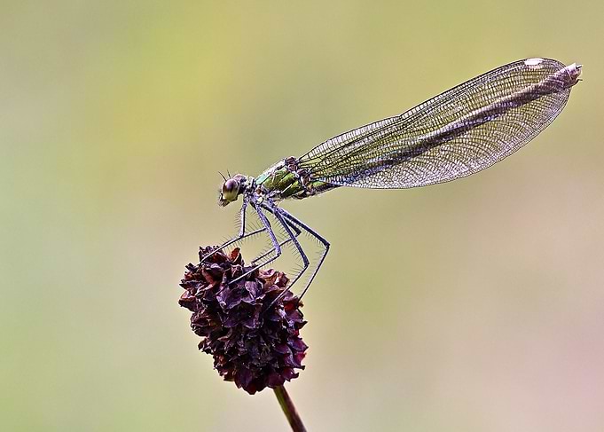 Dragonfly Perched