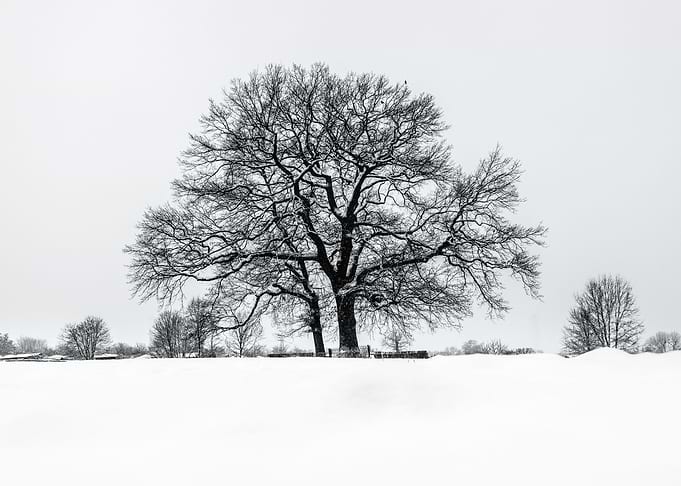 Winter tree
