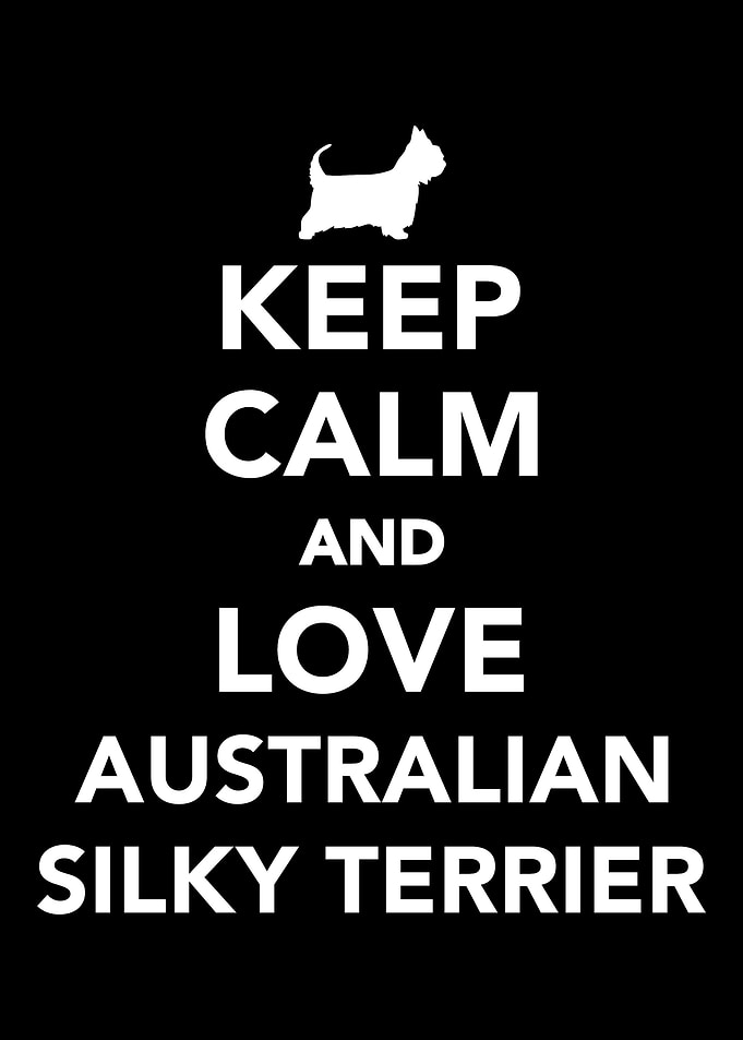 Australian Silky Terrier
