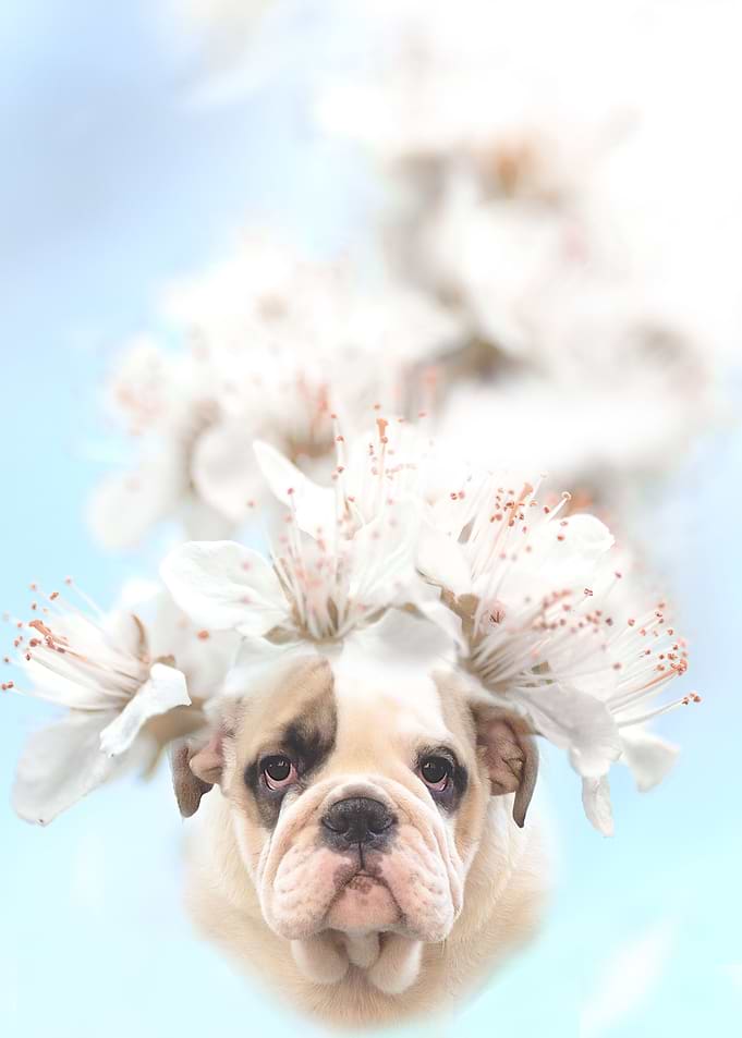 Adorable spring flower