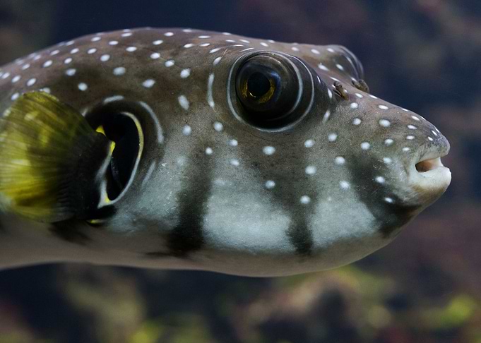 Puffer Fish