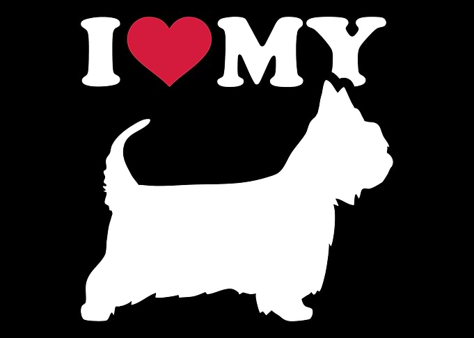 Australian Silky Terrier