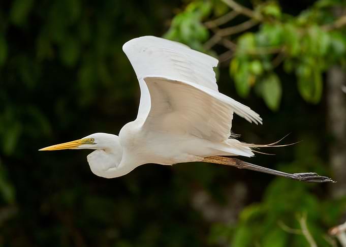 Egret Flight