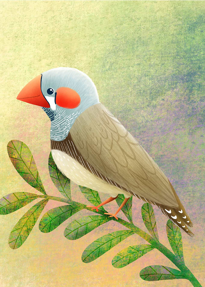 Zebra Finch