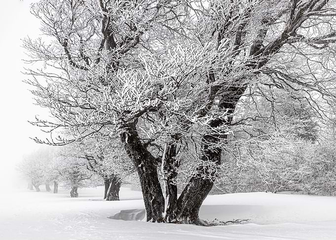 Black forest winter