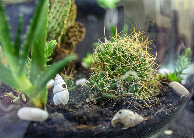 Succulent world