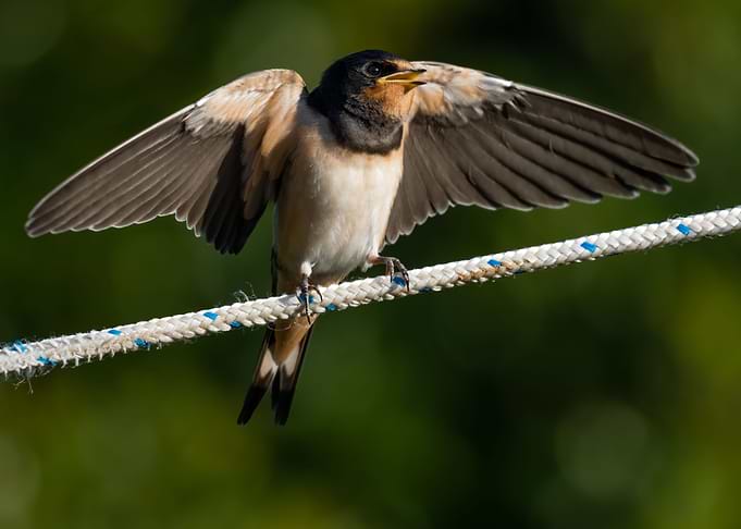Bird on a wire 1
