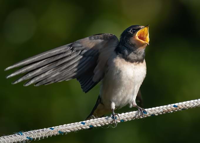 Bird on a wire 2
