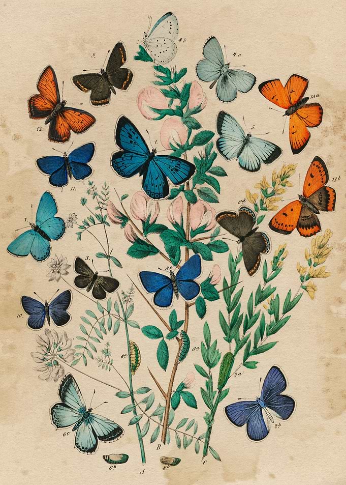 Butterfly chart