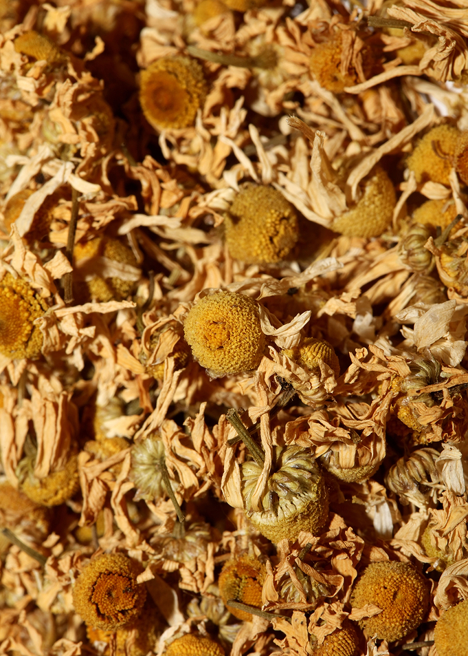 Chamomila recutita flowers