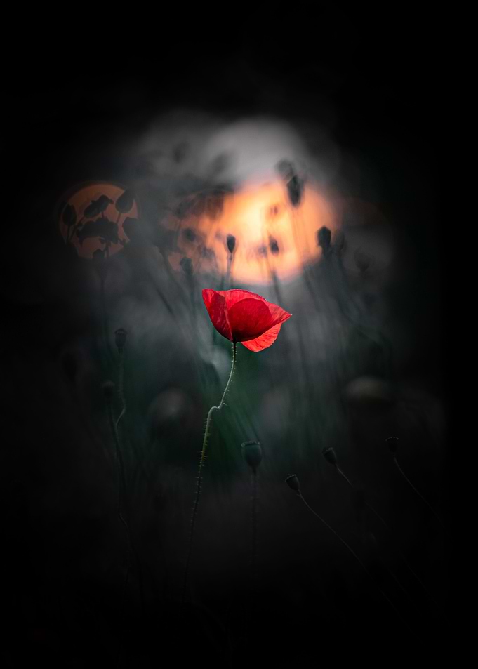 Dark poppy