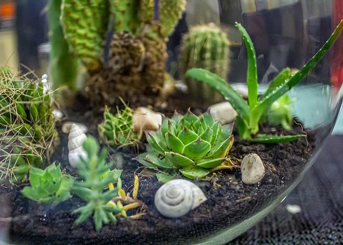 Nature of succulents