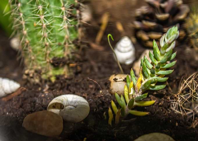Cactus