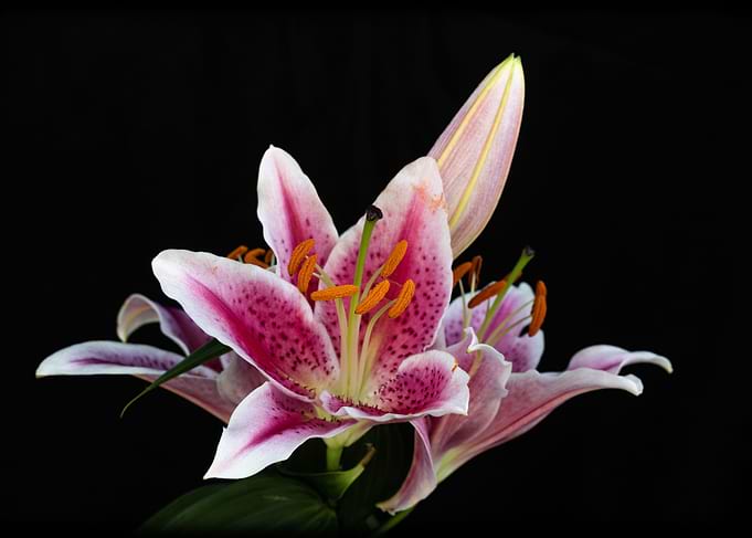 Lily Flower